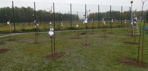 Światowy Dzień Drzewa